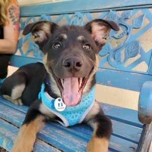 Meet your Posher, Bella